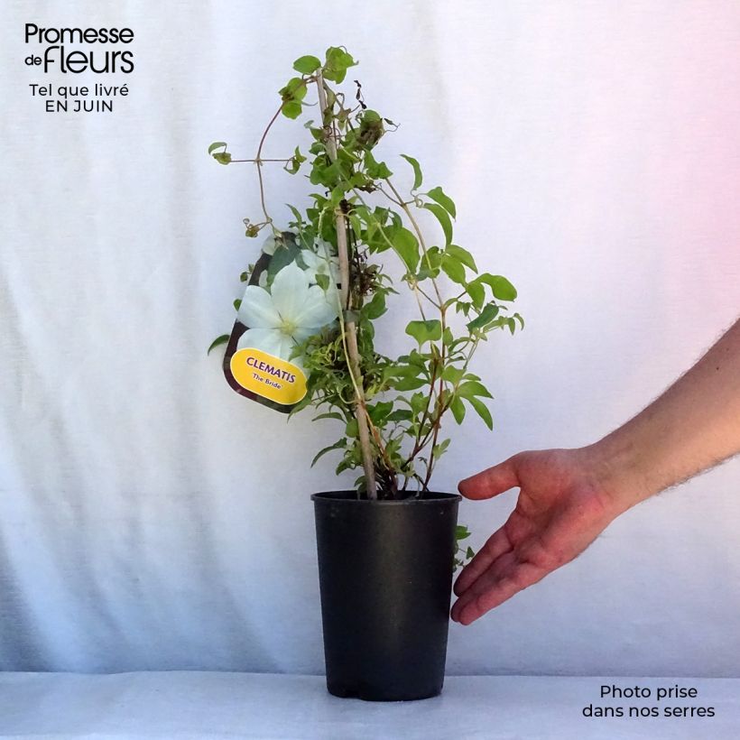 Exemplaar van Clematis patens The Bride - Bosrank Pot van 2 l/3 l zoals geleverd in de zomer
