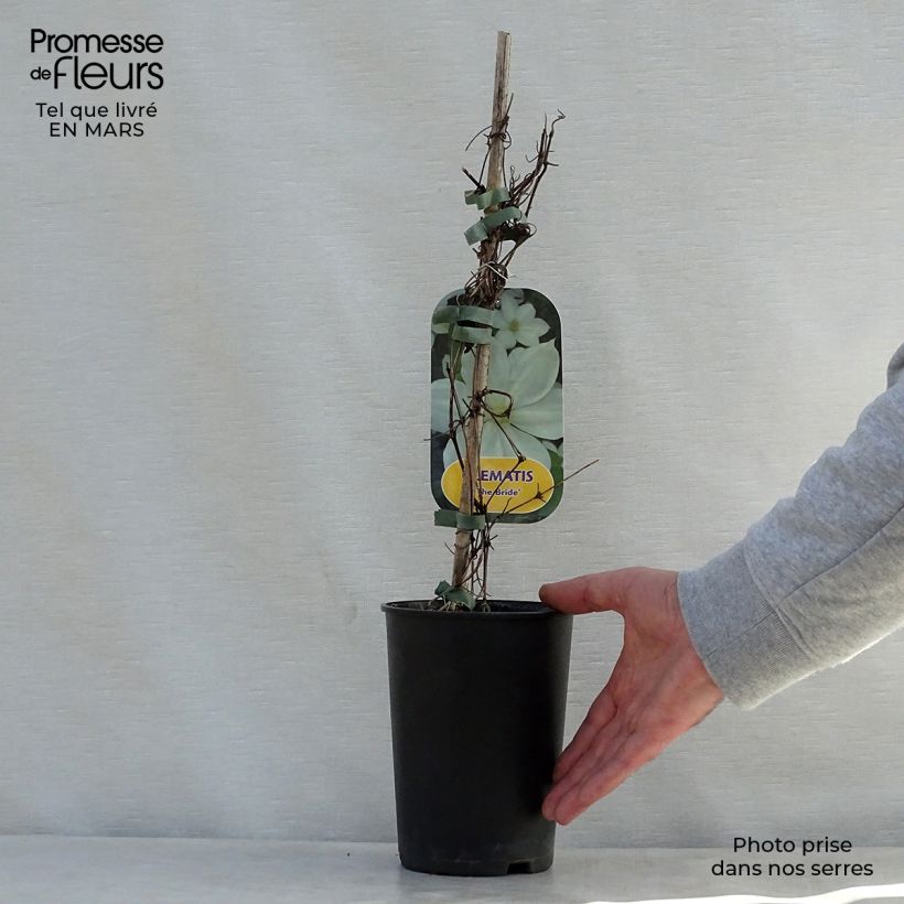 Exemplaar van Clematis patens The Bride - Bosrank Pot van 2 l/3 l zoals geleverd in de lente