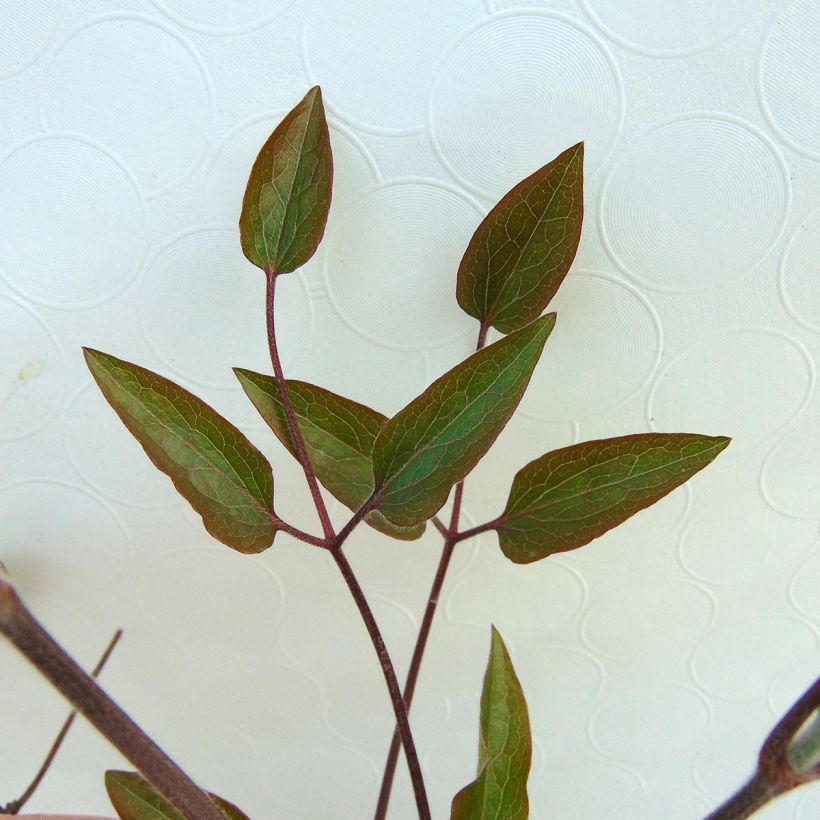 Clematis The President - Bosrank (Blad)