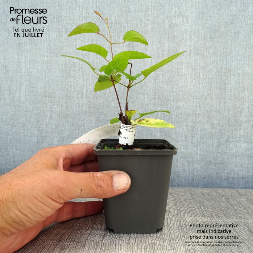 Exemplaar van Clematis The President - Bosrank Kweekpotje van 8/9 cm zoals geleverd in de zomer