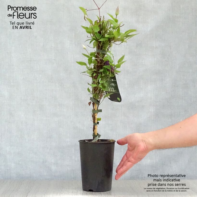 Exemplaar van Clematis The President - Bosrank Pot van 2 l/3 l zoals geleverd in de lente
