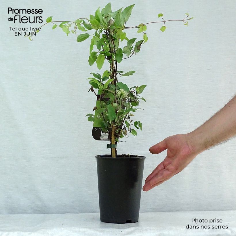 Exemplaar van Clematis patens The Vagabond - Bosrank Pot van 2 l/3 l zoals geleverd in de zomer