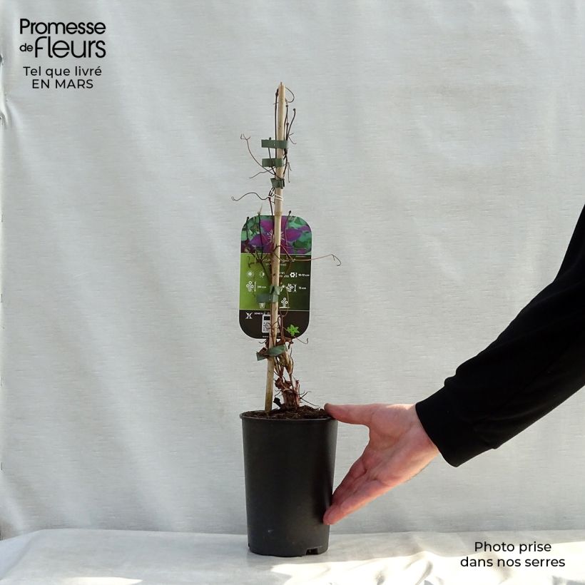 Example of Clematis patens The Vagabond - Bosrank Pot van 2 l/3 l as you get in printemps