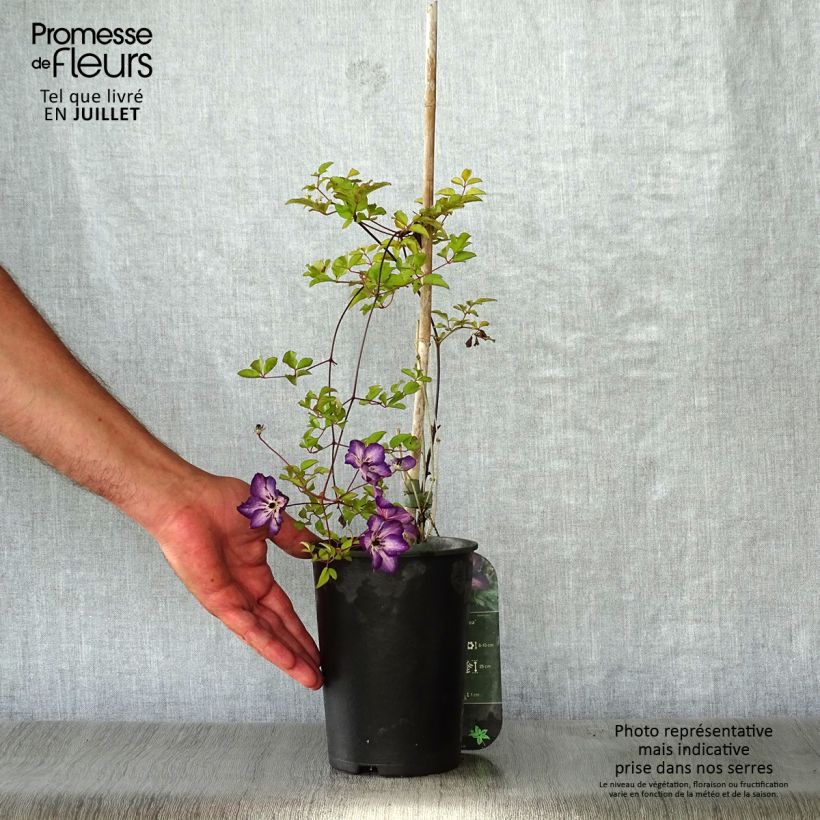 Exemplaar van Clematis florida Venosa - Bosrank Pot van 2 l/3 l zoals geleverd in de zomer