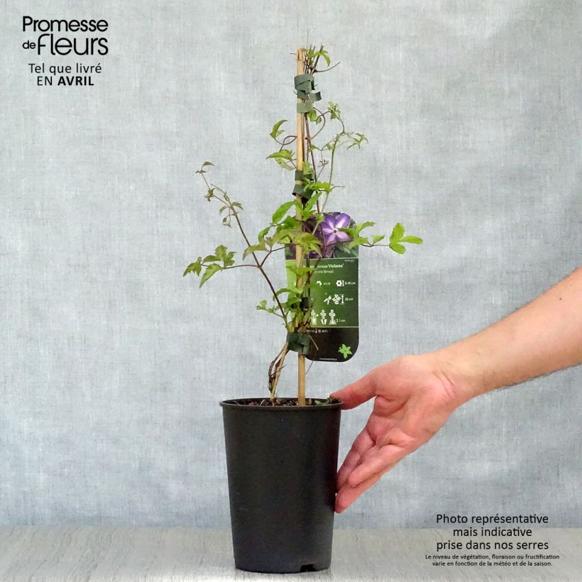 Example of Clematis florida Venosa - Bosrank Pot van 2 l/3 l as you get in printemps