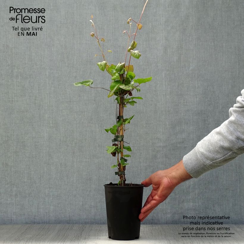 Exemplaar van Clematis patens Veronica's Choice - Bosrank Pot van 2 l/3 l zoals geleverd in de lente