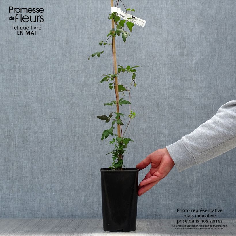Exemplaar van Clematis Viennetta - Bosrank Pot van 2 l/3 l zoals geleverd in de lente