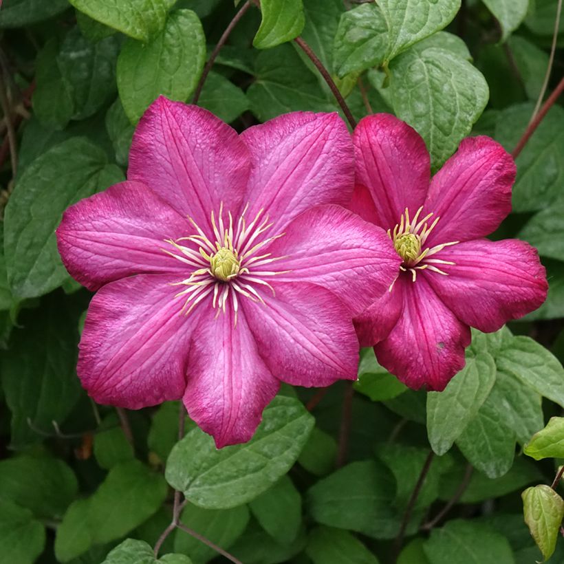 Clematis Ville de Lyon - Clématite (Bloei)