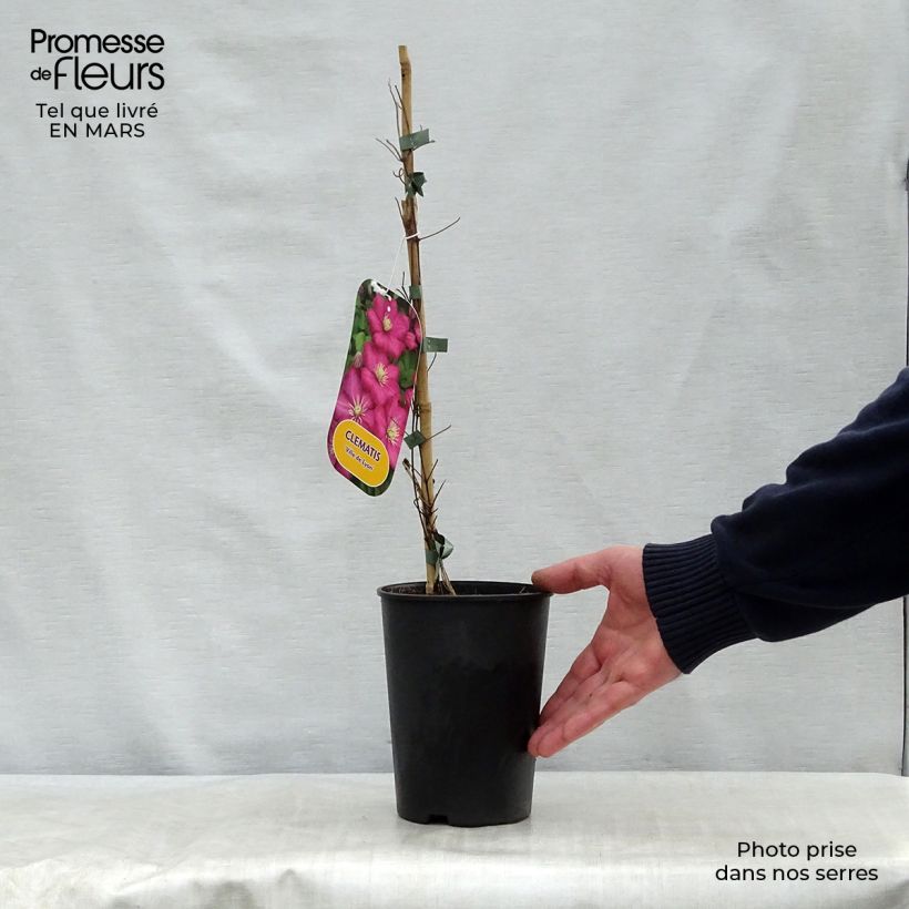 Exemplaar van Clematis Ville de Lyon - Clématite Pot van 1,5 l/2 l zoals geleverd in de lente