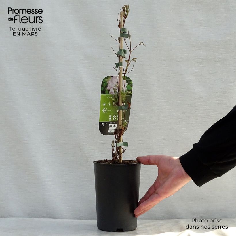 Example of Clematis patens Violet Elisabeth - Bosrank Pot van 2 l/3 l as you get in printemps
