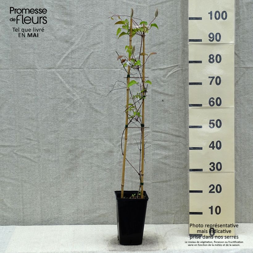 Exemplaar van Clematis patens Viva Polonia - Bosrank Pot van 2 l/3 l zoals geleverd in de lente