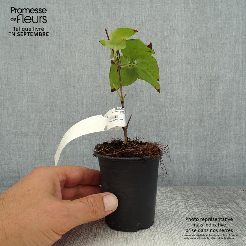 Exemplaar van Clematis patens Vyvyan Pennell - Bosrank Kweekpotje van 8/9 cm zoals geleverd in de zomer