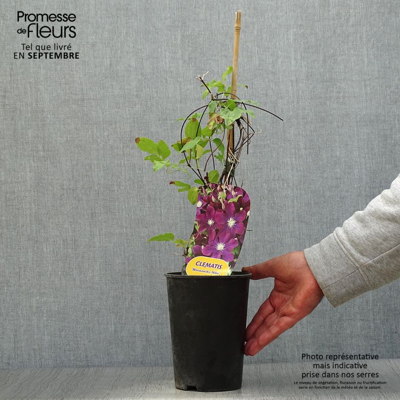 Exemplaar van Clematis Warszawska Nike - Bosrank Pot van 2 l/3 l zoals geleverd in de herfst