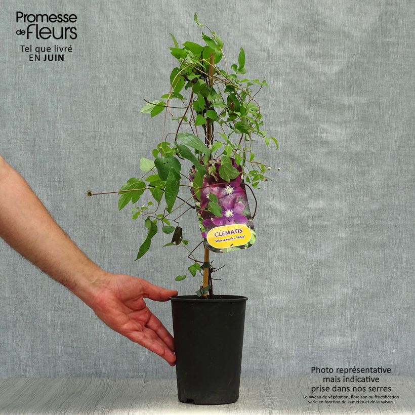 Exemplaar van Clematis Warszawska Nike - Bosrank Pot van 2 l/3 l zoals geleverd in de zomer