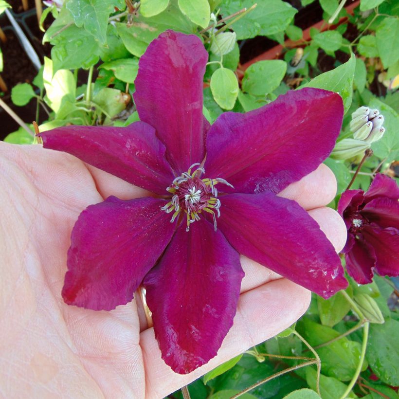 Clematis Westerplatte - Grootbloemige bosrank (Bloei)