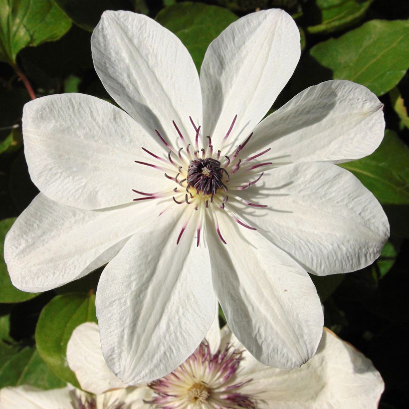 Clematis White Pearl - Grootbloemige bosrank (Bloei)