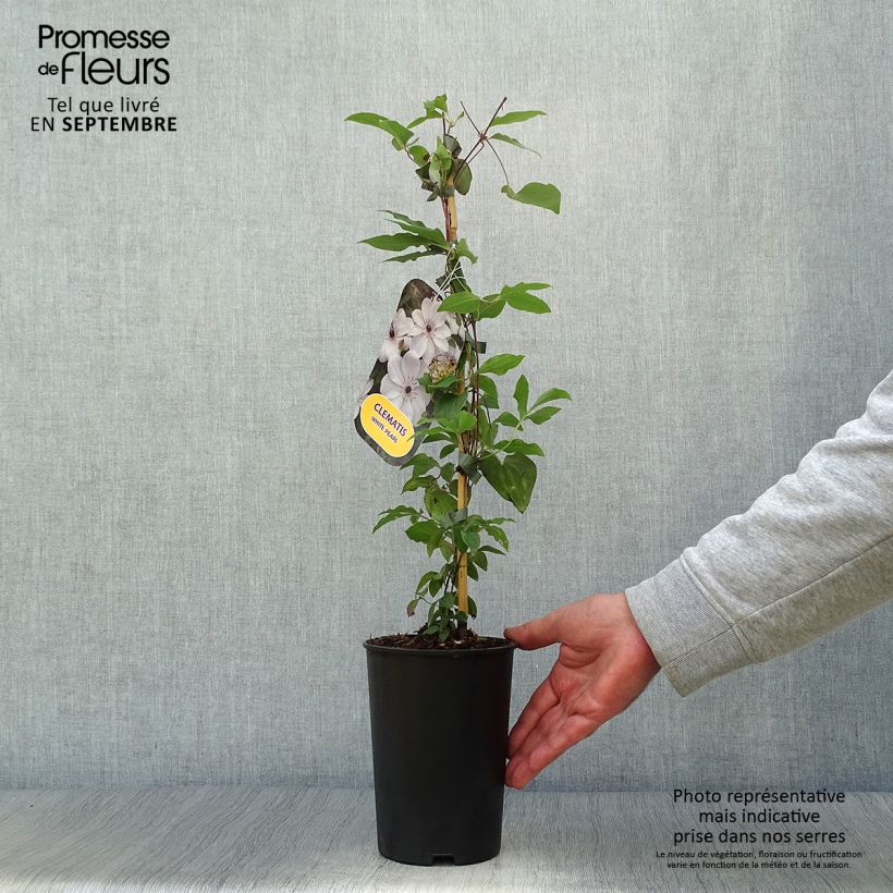 Exemplaar van Clematis White Pearl - Grootbloemige bosrank Pot van 2 l/3 l zoals geleverd in de herfst
