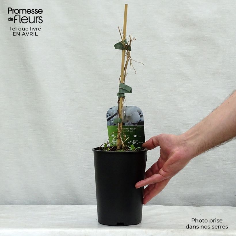 Exemplaar van Clematis urophylla Winter Beauty - Groenblijvende bosrank Pot van 2 l/3 l zoals geleverd in de lente