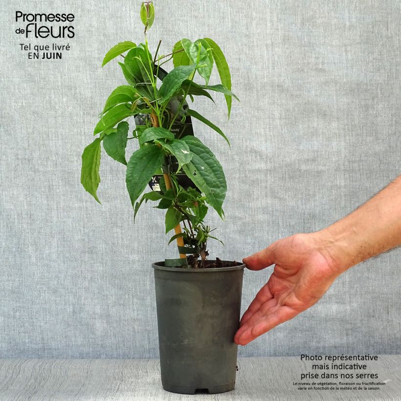 Exemplaar van Clematis urophylla Winter Beauty - Groenblijvende bosrank Pot van 2 l/3 l zoals geleverd in de zomer