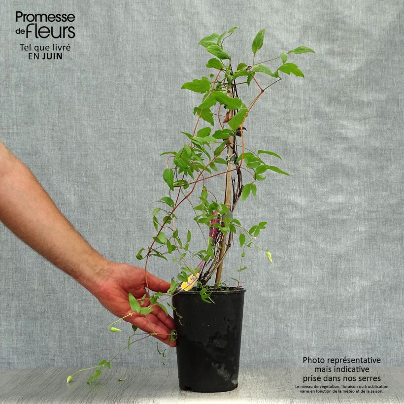 Exemplaar van Clematis Wonderful - Italiaanse clematis Pot van 2 l/3 l zoals geleverd in de zomer
