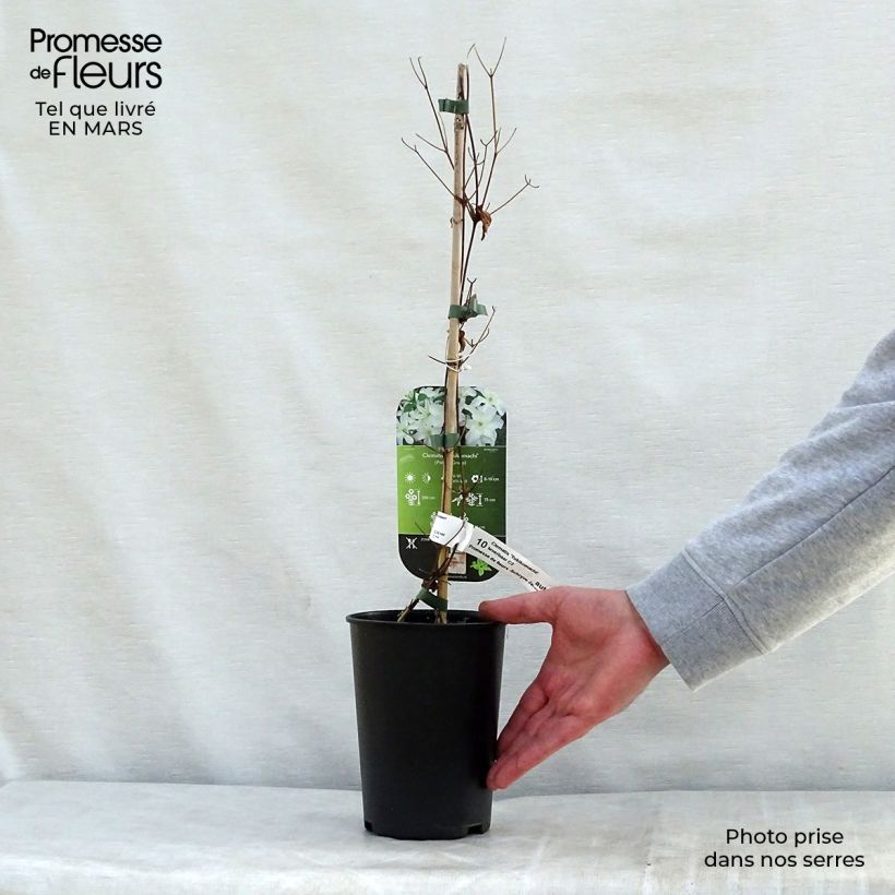 Example of Clematis patens Yukikomachi - Bosrank Pot van 2 l/3 l as you get in printemps