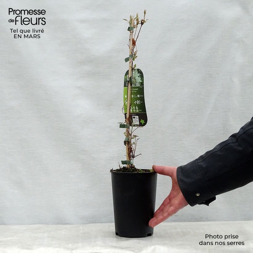 Example of Clematis patens Yukiokoshi - Bosrank Pot van 2 l/3 l as you get in printemps