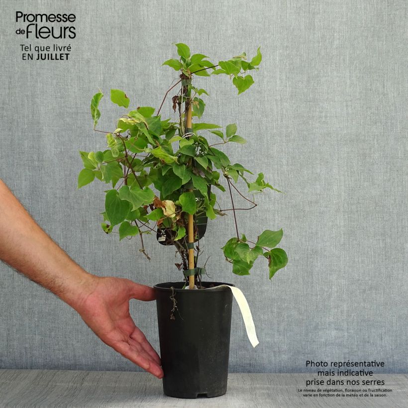 Exemplaar van Clematis patens Yvette Houry - Bosrank Pot van 1,5 l/2 l zoals geleverd in de zomer