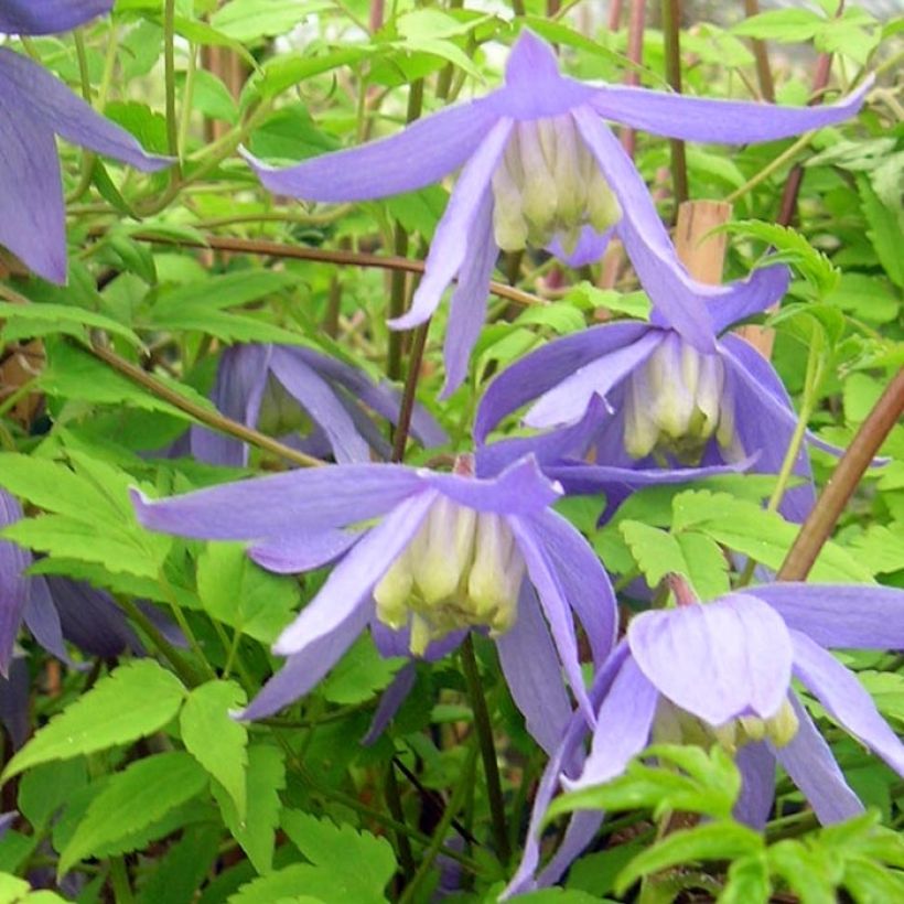 Clematis alpina - Alpenbosrank (Flowering)