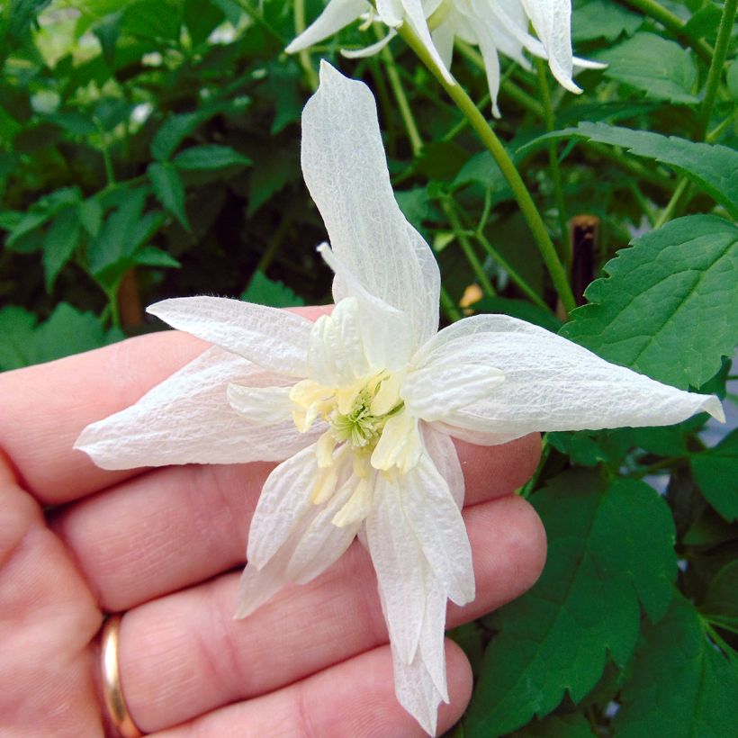 Clematis alpina Plena - Alpenbosrank (Flowering)