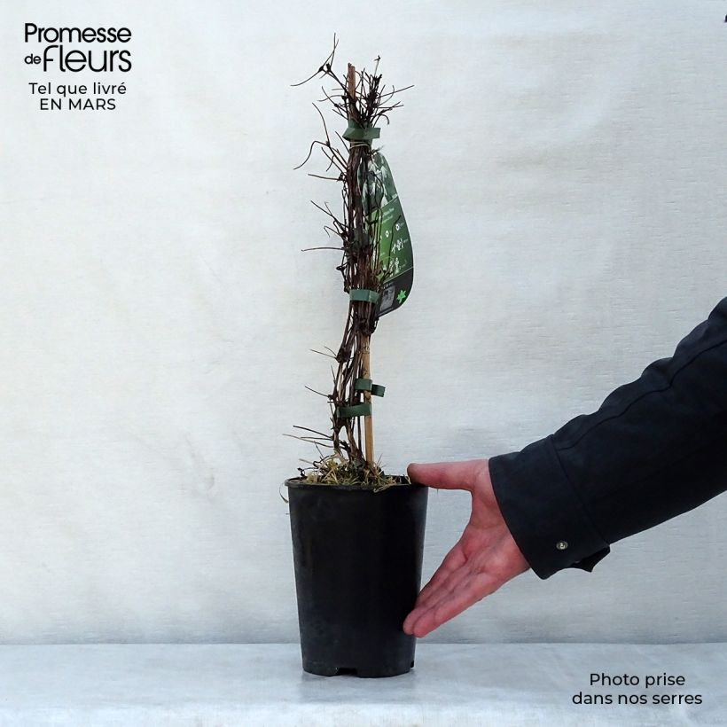 Example of Clematis alpina Plena - Alpenbosrank Pot van 2 l/3 l as you get in printemps