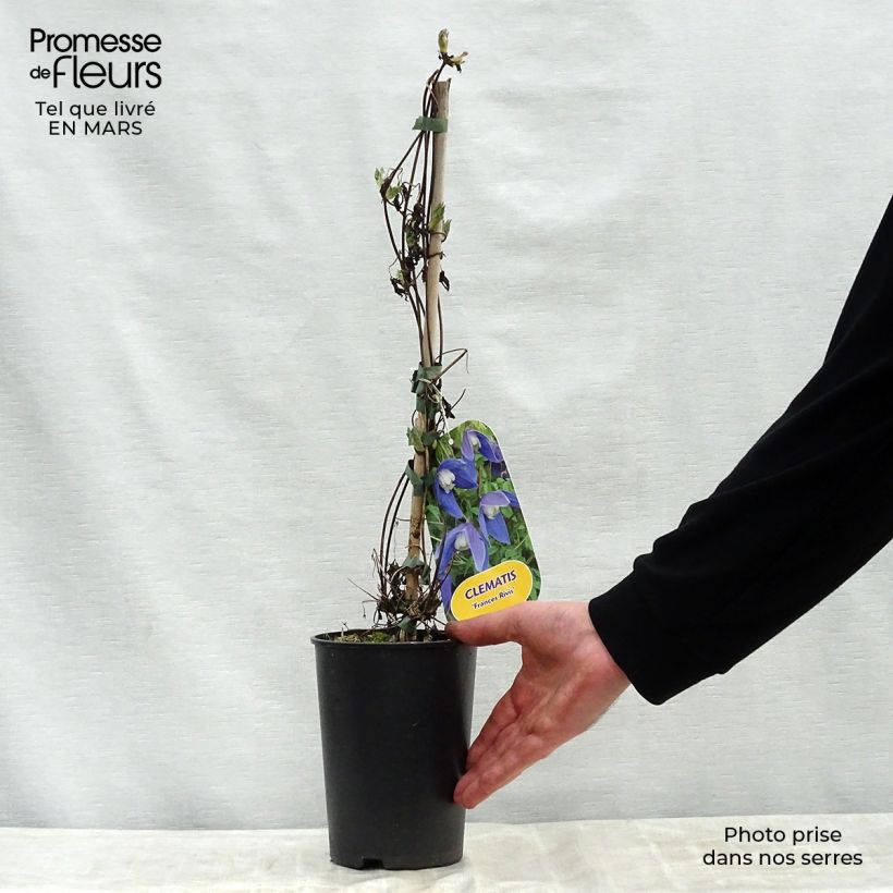 Exemplaar van Clematis alpina Francis Rivis - Alpenbosrank Pot van 2 l/3 l zoals geleverd in de lente