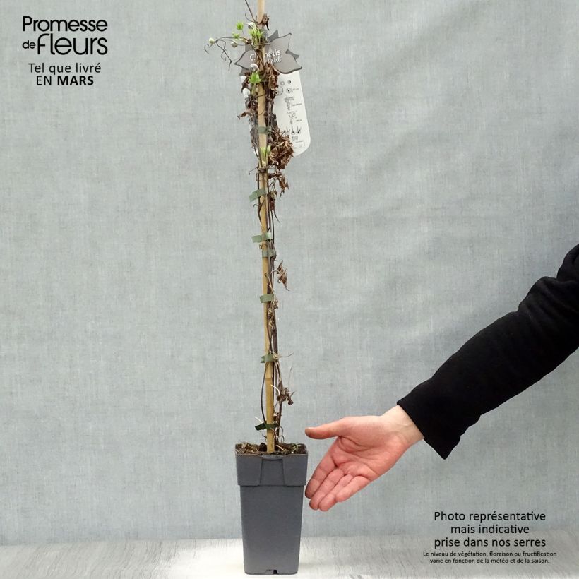 Example of Clematis alpina Ocean Pearl - Alpenbosrank Pot van 2 l/3 l as you get in printemps