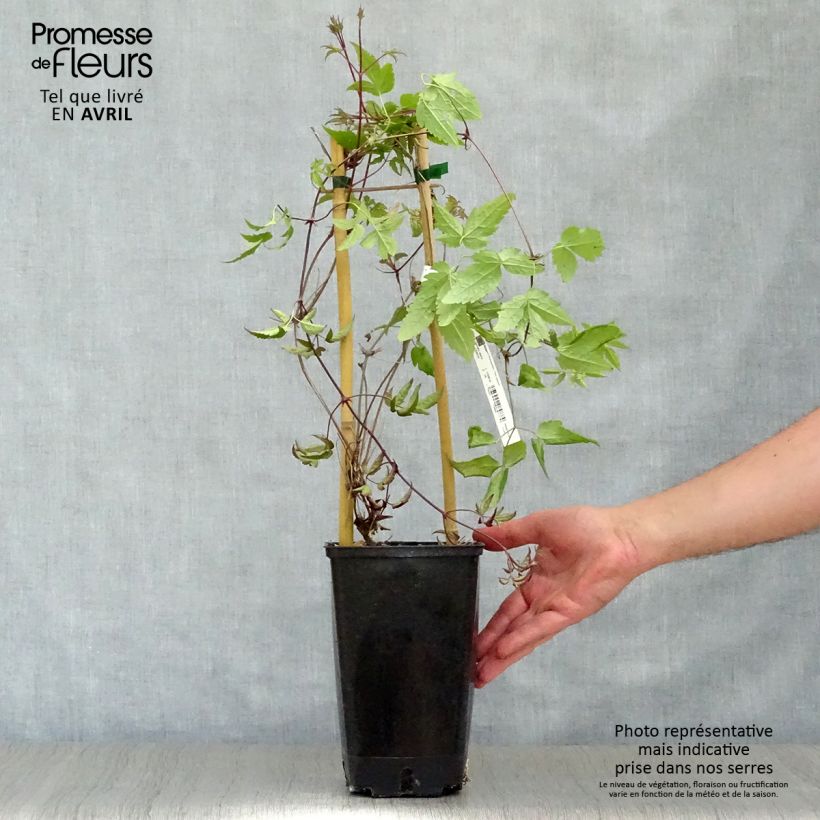 Example of Clematis alpina - Alpenbosrank Pot van 2 l/3 l as you get in printemps