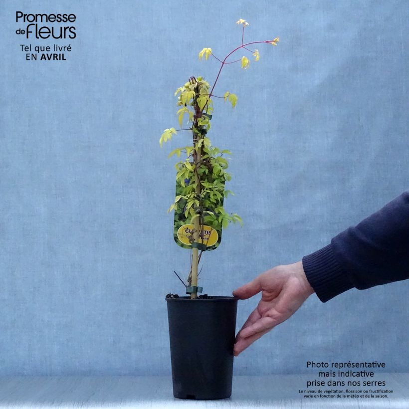 Exemplaar van Clematis Stolwijk Gold - Alpenbosrank Pot van 2 l/3 l zoals geleverd in de lente