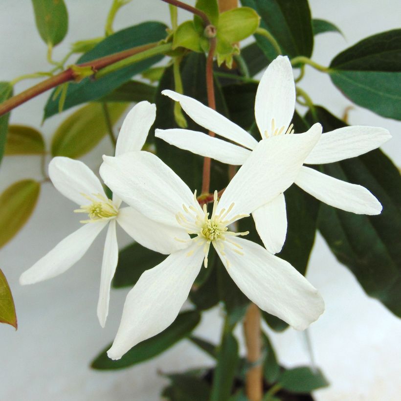 Clematis armandii - Groenblijvende bosrank (Bloei)