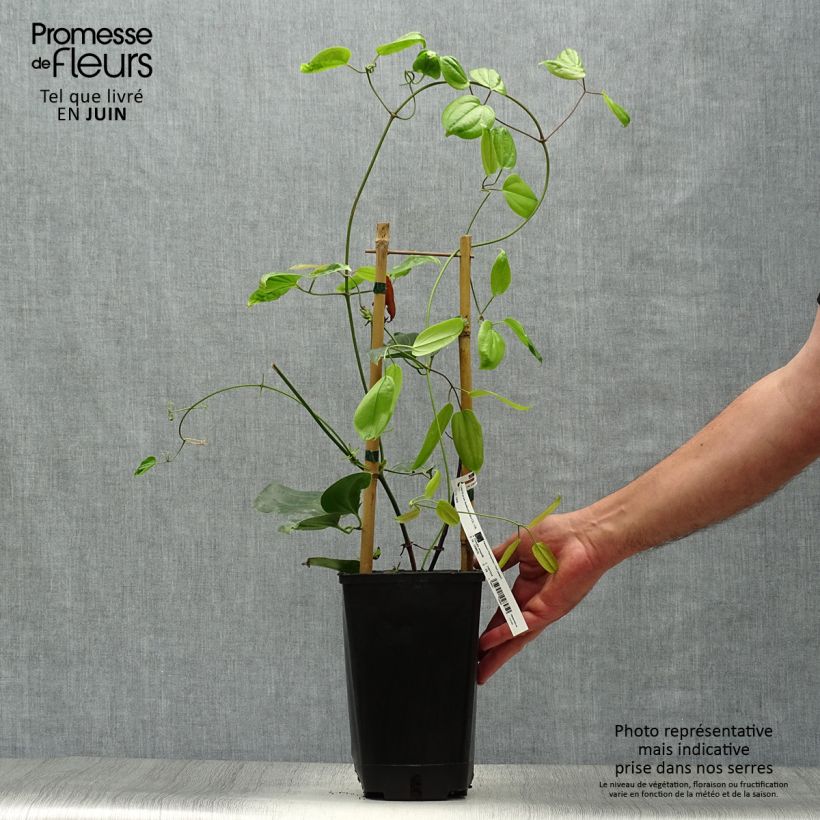 Exemplaar van Clematis armandii Hendersonii Rubra - Groenblijvende bosrank Pot van 2 l/3 l zoals geleverd in de zomer