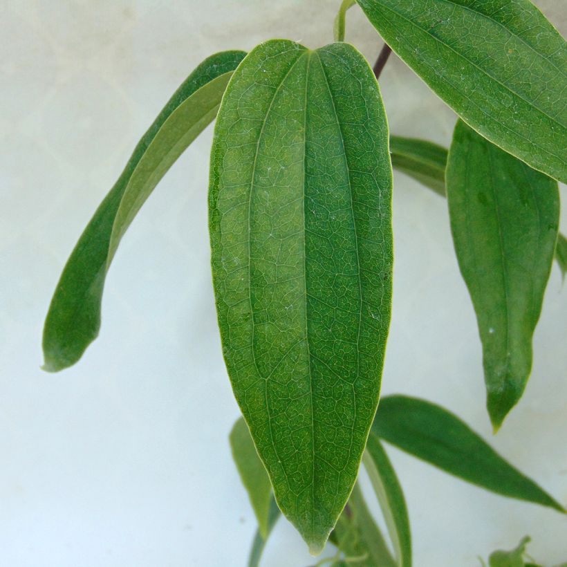 Clematis armandii Little White Charm - Groenblijvende bosrank (Blad)