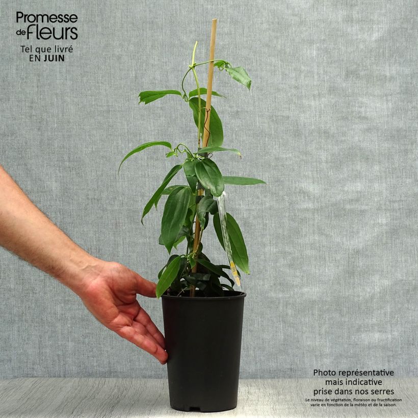 Exemplaar van Clematis armandii Little White Charm - Groenblijvende bosrank Pot van 2 l/3 l zoals geleverd in de zomer