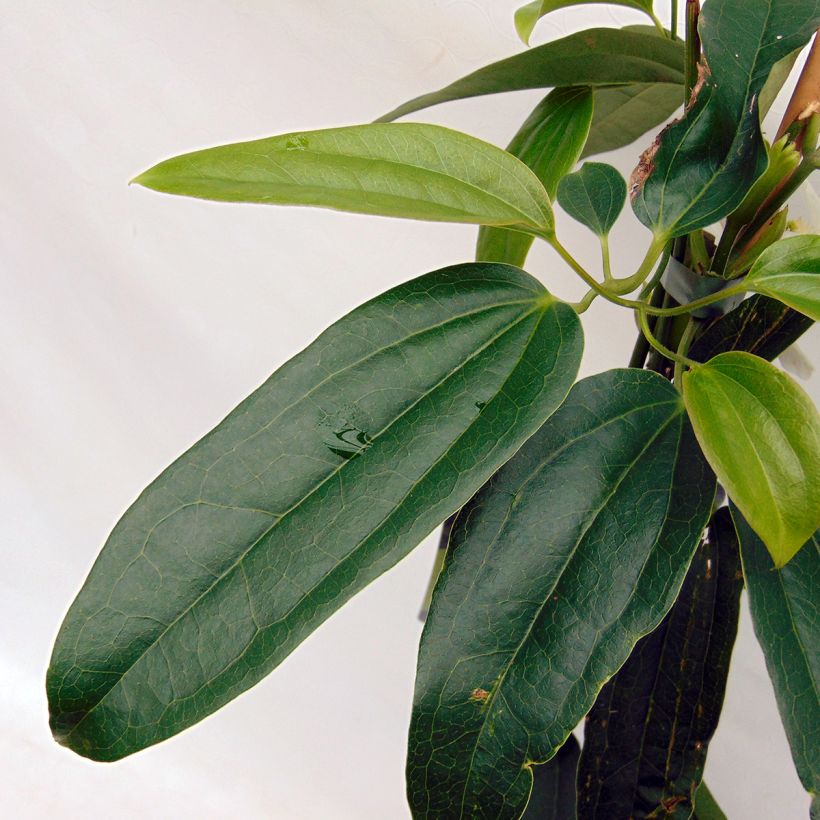 Clematis armandii Snowdrift - Groenblijvende bosrank (Blad)