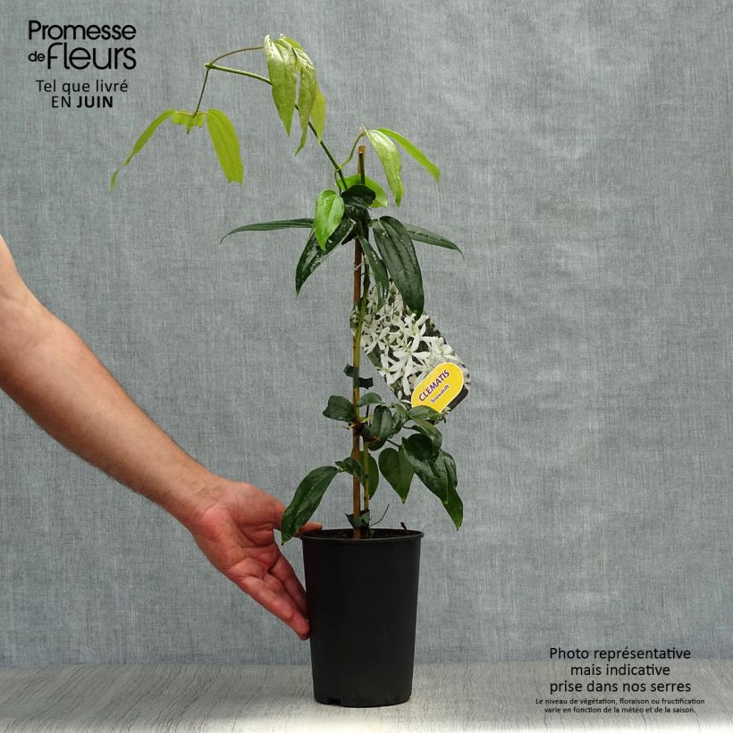 Exemplaar van Clematis armandii Snowdrift - Groenblijvende bosrank Pot van 2 l/3 l zoals geleverd in de zomer