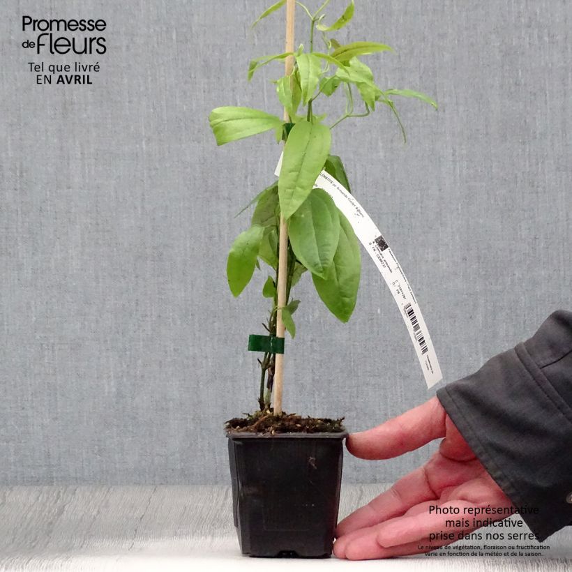 Exemplaar van Clematis armandii - Groenblijvende bosrank Kweekpotje van 8/9 cm zoals geleverd in de lente