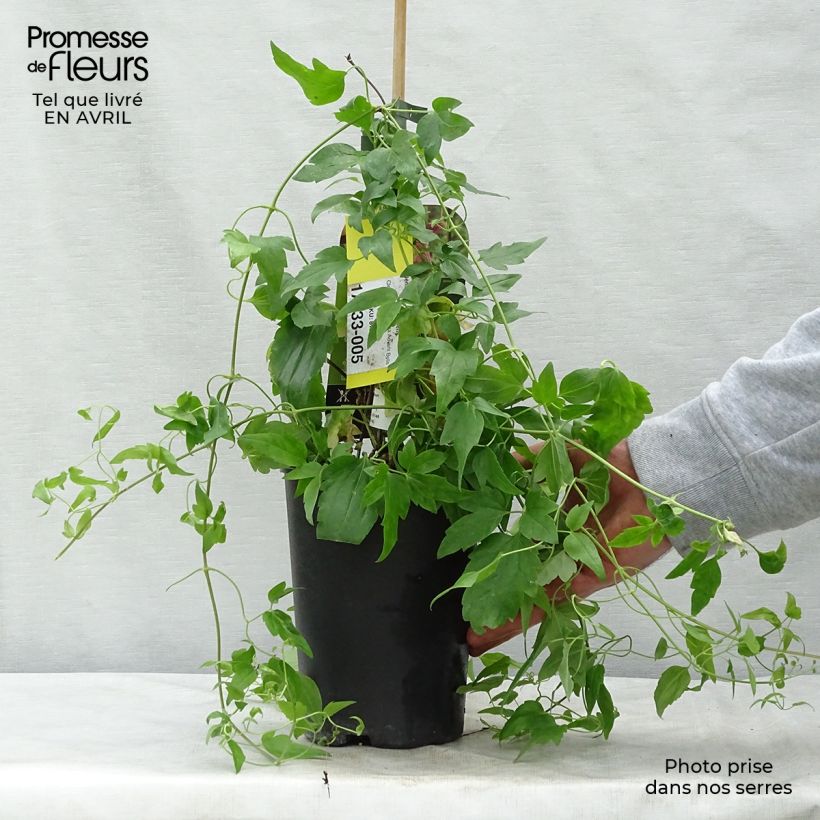 Exemplaar van Clematis cirrhosa Advent Bells - Groenblijvende bosrank Pot van 2 l/3 l zoals geleverd in de lente