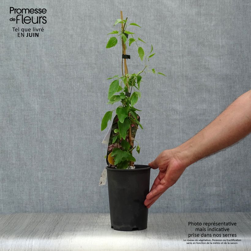 Exemplaar van Clematis cirrhosa Advent Bells - Groenblijvende bosrank Pot van 2 l/3 l zoals geleverd in de zomer
