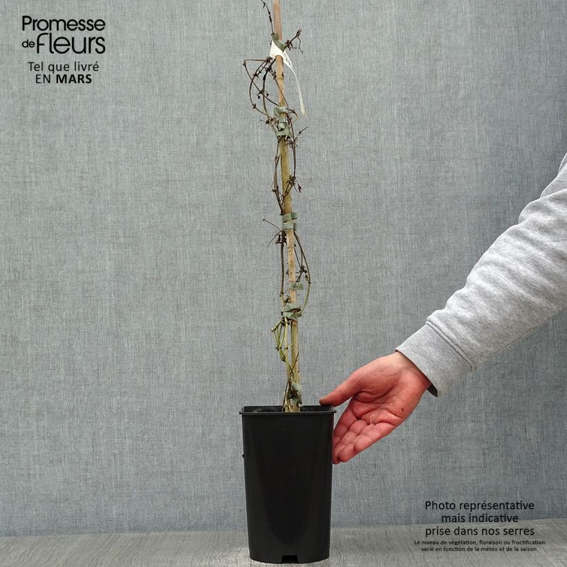 Exemplaar van Clematis cirrhosa Balearica - Groenblijvende bosrank Pot van 2 l/3 l zoals geleverd in de winter