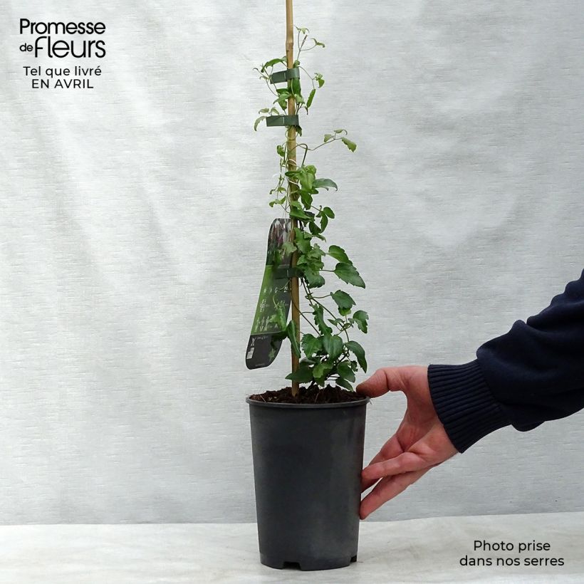 Exemplaar van Clematis cirrhosa Freckles - Groenblijvende bosrank Pot van 2 l/3 l zoals geleverd in de lente