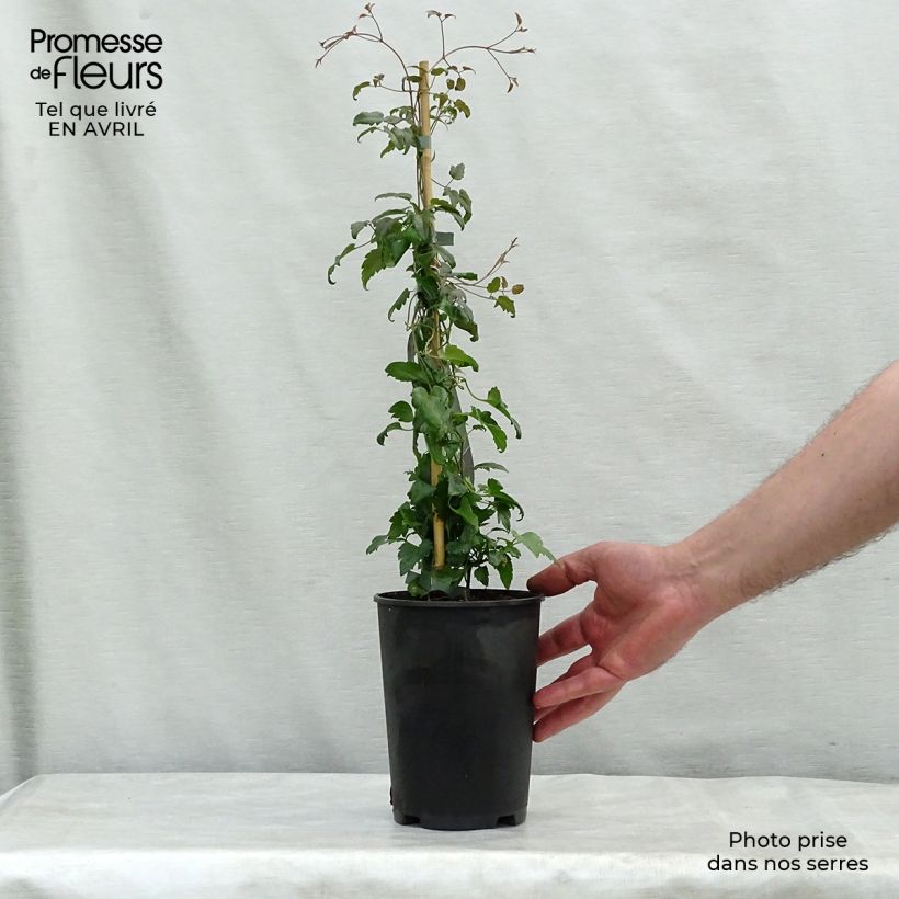 Exemplaar van Clematis cirrhosa Jingle Bells - Groenblijvende bosrank Pot van 2 l/3 l zoals geleverd in de lente