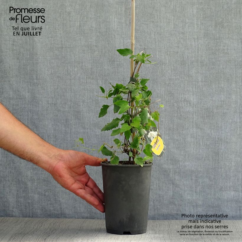 Exemplaar van Clematis cirrhosa Jingle Bells - Groenblijvende bosrank Pot van 2 l/3 l zoals geleverd in de zomer