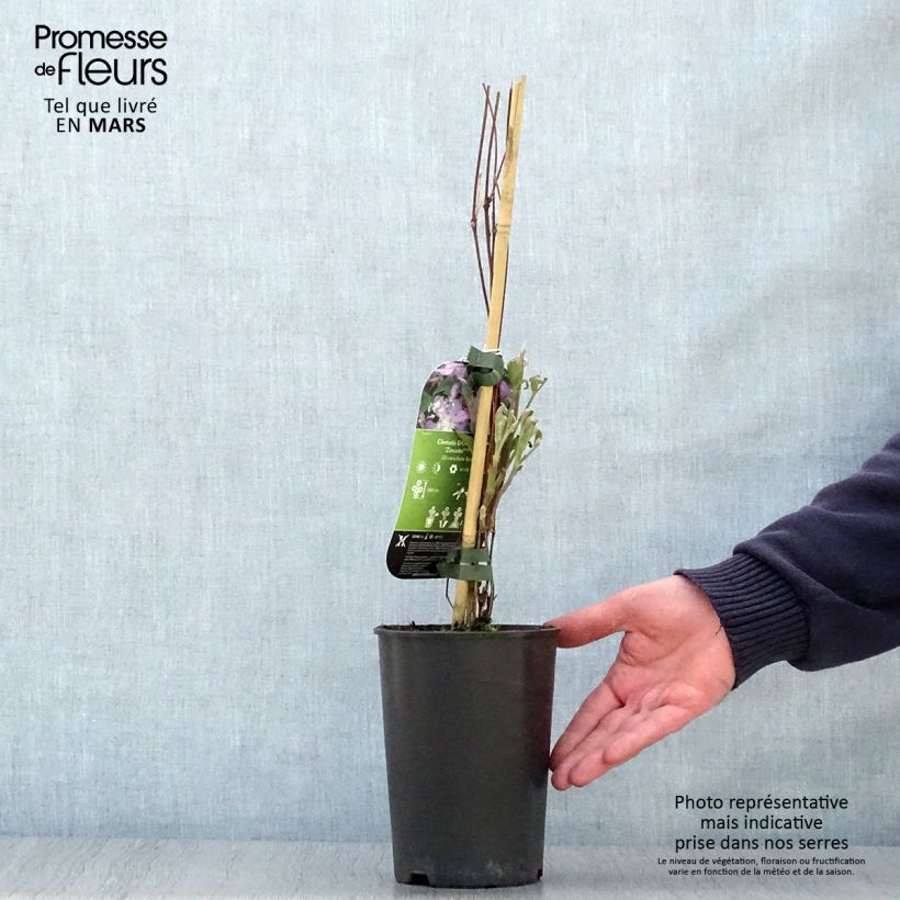 Exemplaar van Clematis diversifolia East River - Struikclematis Pot van 2 l/3 l zoals geleverd in de lente