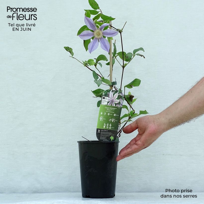 Exemplaar van Clematis diversifolia River Star - Kleinbloemige clematis Pot van 2 l/3 l zoals geleverd in de zomer