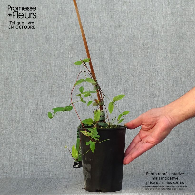 Exemplaar van Clematis diversifolia Rooguchi - Kleinbloemige clematis Pot van 2 l/3 l zoals geleverd in de herfst